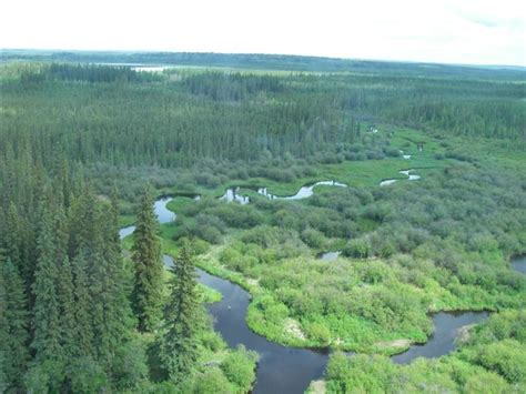 Boreal Forest What Is The Definition Of Boreal Forest