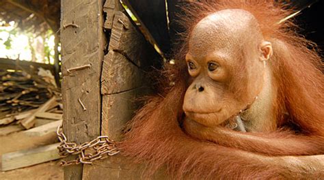 Tell The Palm Oil Industry Orangutans Are No Pests Rainforest Rescue
