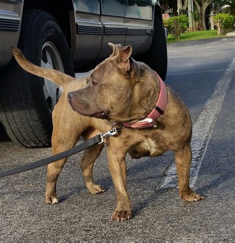 Top quality bully kutta pups and adults available in houston, texas, usa. Bully Kutta Puppies For Sale | Orlando, FL #160608