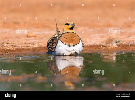 Sandgrouse Collecting Water Hi Res Stock Photography And Images Alamy