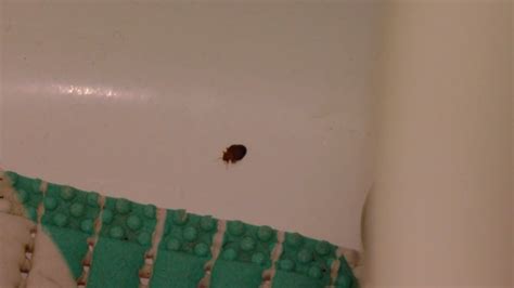 Gallery Bed Bugs Take Over A Denver Womans Apartment