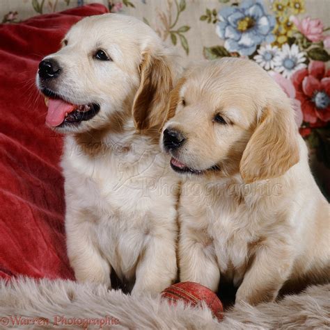 Dogs Golden Retriever Puppies 6 Weeks Old Photo Wp14617