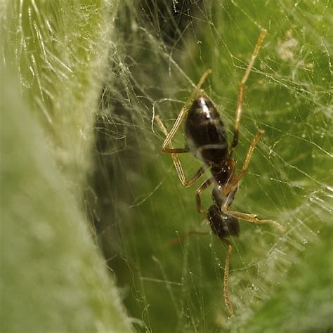 Food Web Ant Feeding On Extrafloral Nectaries Imarsman Flickr