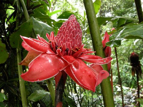 Costa Rica Botanical Guide For Tropical Plants Lovers