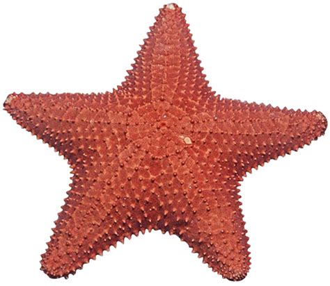 Starfish Png Transparent Images Png All