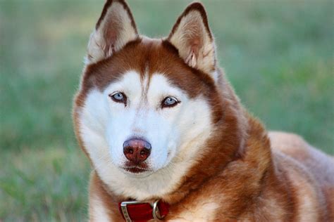 Red Siberian Husky Porträt Kostenloses Stock Bild Public Domain Pictures