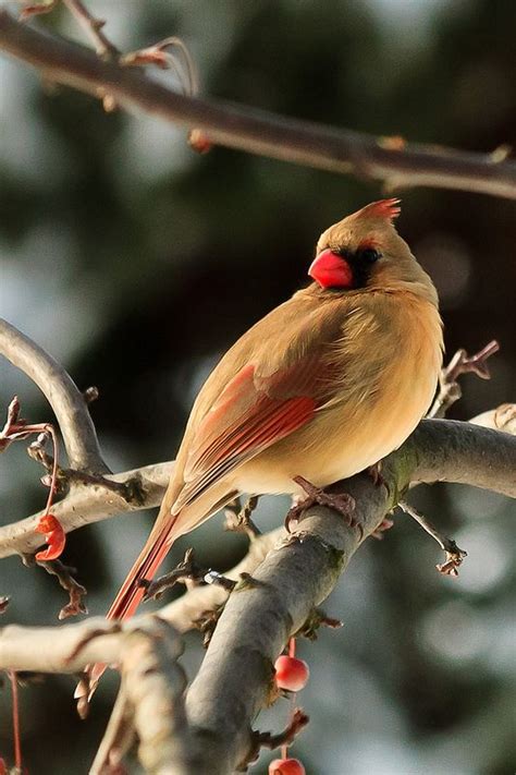 The End Of The Year 52 52 Cardinal Birds Birds