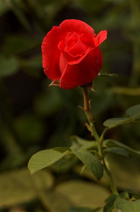 Nice Looking Red Rose