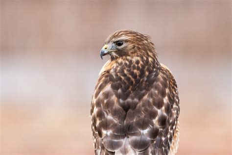 Red Shouldered Hawk Holden Forests Gardens