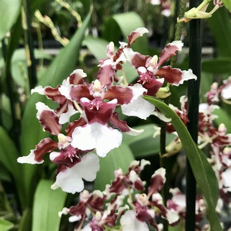 Oncidium — Palmer Orchids