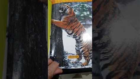 Tigers National Geographic Kids Book Youtube