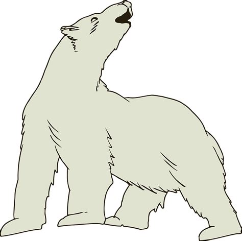Howling Polar Bear Clipart Free Download Transparent Png Creazilla