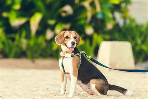Mannelijke En Vrouwelijke Beagle Gewichten En Lengtes Per Leeftijd