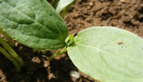 Vegetable Seedling Identification: Pictures and Descriptions | The Old