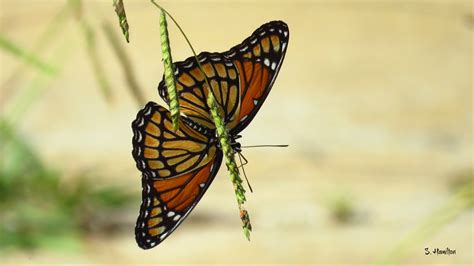 Underside Of A Monarch Butterfly The Underside Of The Mona Flickr