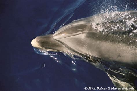 Close Up Of A Bottlenose Dolphin Surfacing Showing Eye La Gomera Spain