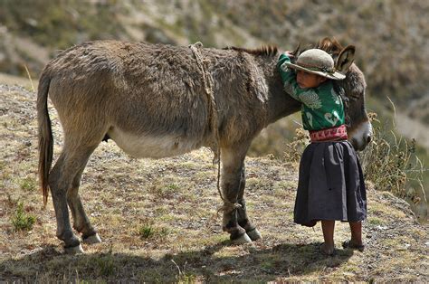 Quechua Girl Hugging His Donkey Republic Of Bolivia Photograph By