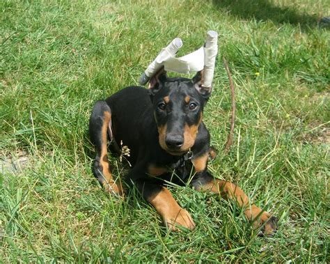 Img7000 Doberman Puppies Have Their Ears Cropped At 8 Flickr