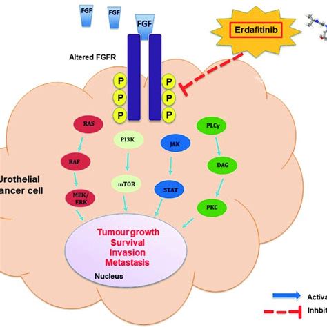 Fgfr Signalling Pathway And The Molecular Mechanisms Of Erdafitinib In