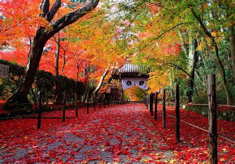 京都観光におすすめな秋の紅葉スポット5選！ナイトライフを満喫できる期間限定ライトアップも紹介 Qetic