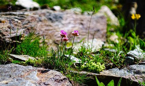 Wildflowers Of The Dolomites Italy Minolta Rokkor Macro F Flickr