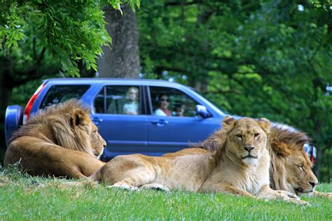Longleat Safari Park Ready To Re Open The Swindonian