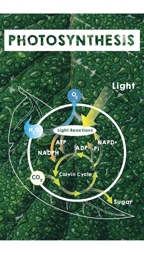 Photosynthesis Chart An Immersive Guide By Simple Lawn Solutions Diy