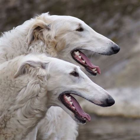 1567 Best Borzoi Images On Pinterest Greyhounds Russian