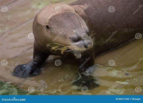 Giant Otter Pteronura Brasiliensis Stock Photo Image Of Lake Giant