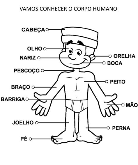 Partes do corpo humano Nomes e características