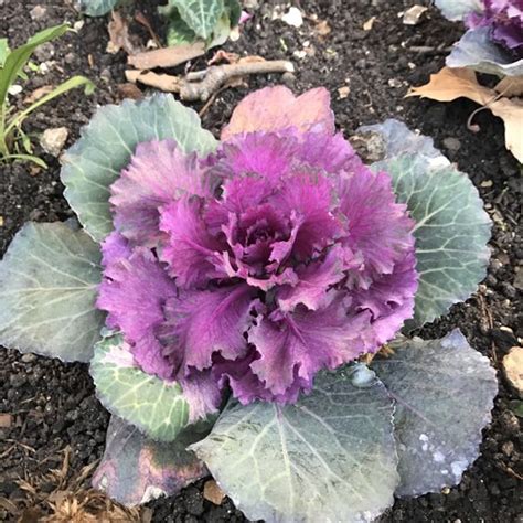 Brassica Oleracea Var Acephala Online Flower Garden