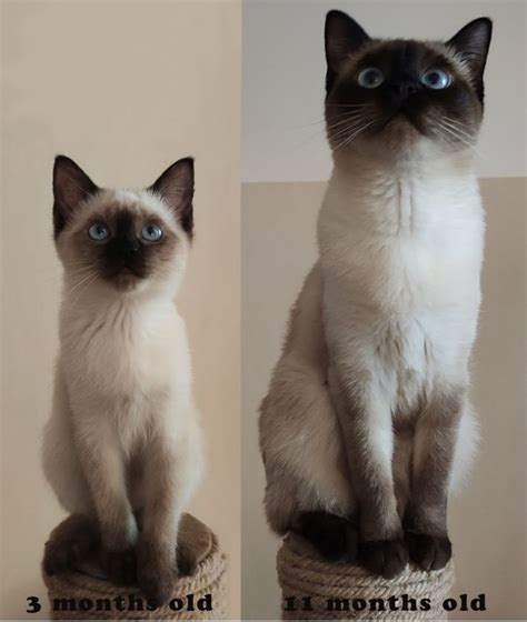 Alpha The Siamese Cat 3 Months Old And 11 Months Old In 2021 Siamese