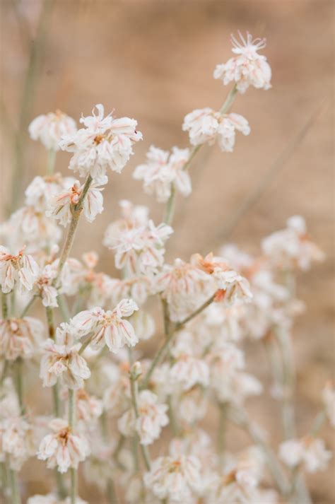 We did not find results for: Lots Of White Flowers