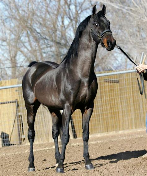 Winsdown Black Gold Pantheons Sire American Saddlebred Pretty