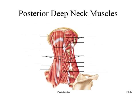 Posterior Deep Neck Muscles Diagram Quizlet
