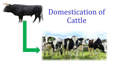 Domestication Of Cattle Youtube