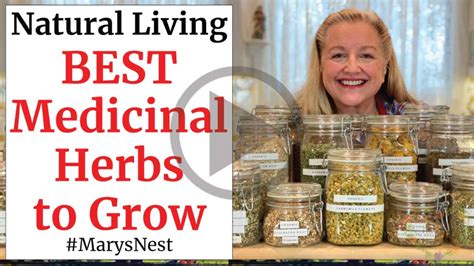 10 Essential Medicinal Herbs To Grow In Your Garden Mary S Nest