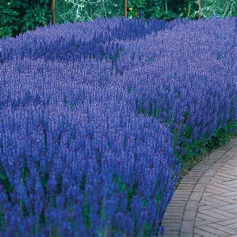 Cleomes (spider flowers) have been around for a long time. Pin on Gardening