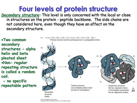Ppt Proteins Three Dimensional Structure Powerpoint Presentation