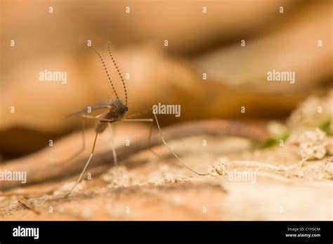 Culicidae Hi Res Stock Photography And Images Alamy