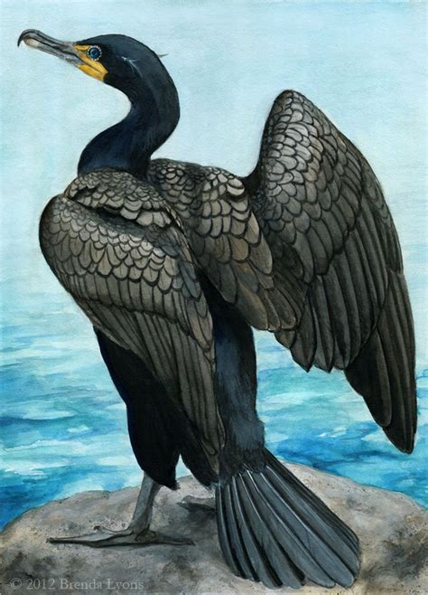 17 cormorant drawing nathalietobi