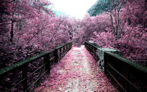 Pink Cherry Blossom Tree Pink Bridge Nature Cherry Blossom Path Landscape Infrared 2k W