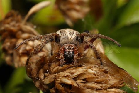Furrow Spider Larinioides Cornutus Or Furrow Orb Spider Stock Image