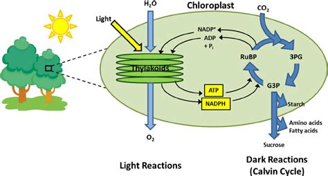 Photosynthesis Is An Energy Conversion Process Which Occurs In Plants