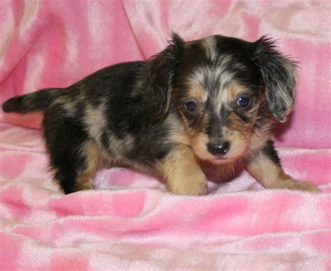 He is raised with children and is very social & friendly. Dachshund Puppies for Sale NC Dachshund Puppies North ...