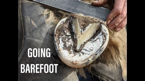 Trimming Barefoot Horse Hooves Youtube