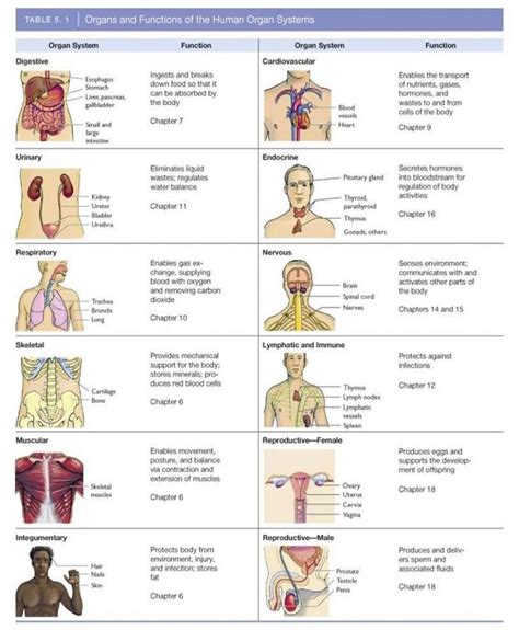 An Image Of The Human Body Organs And Their Functions In Each Part Of