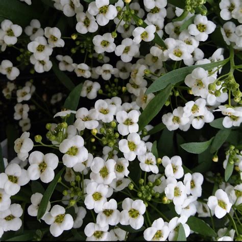 Lobularia Maritima Syn Alyssum Maritimum Sweet Alyssum In Gardentags