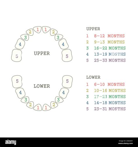 Childrens Primary Teeth Schedule Of Baby Teeth Eruption Сhildrens