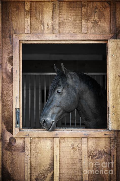 Black Horse In Stable Photograph By Elena Elisseeva Pixels